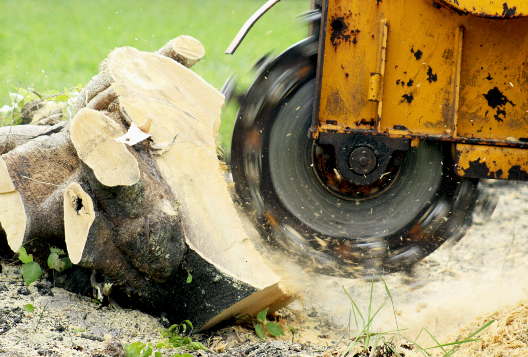 Affordable Tree Stump Grinding in Ardmore, PA