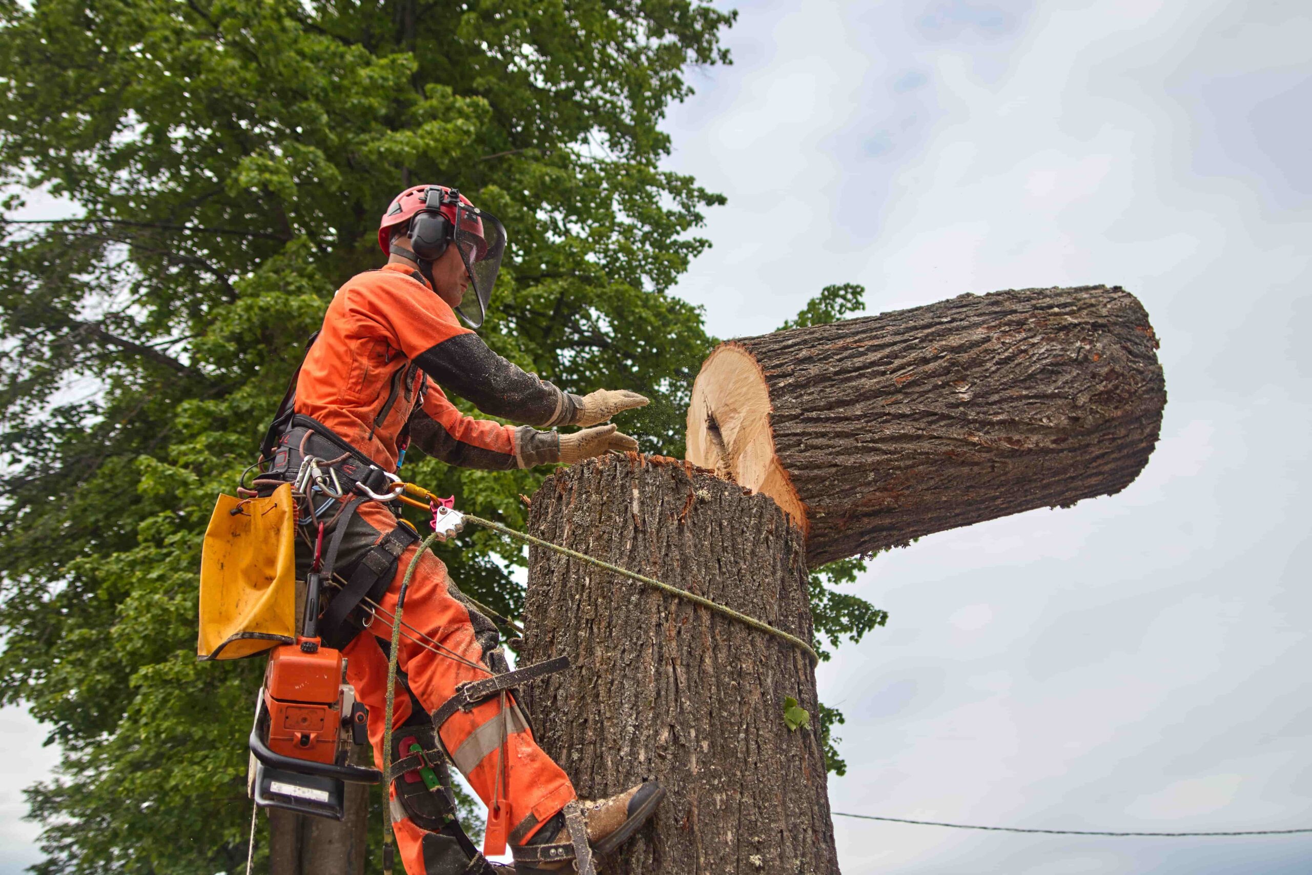 tree removal services Norristown PA