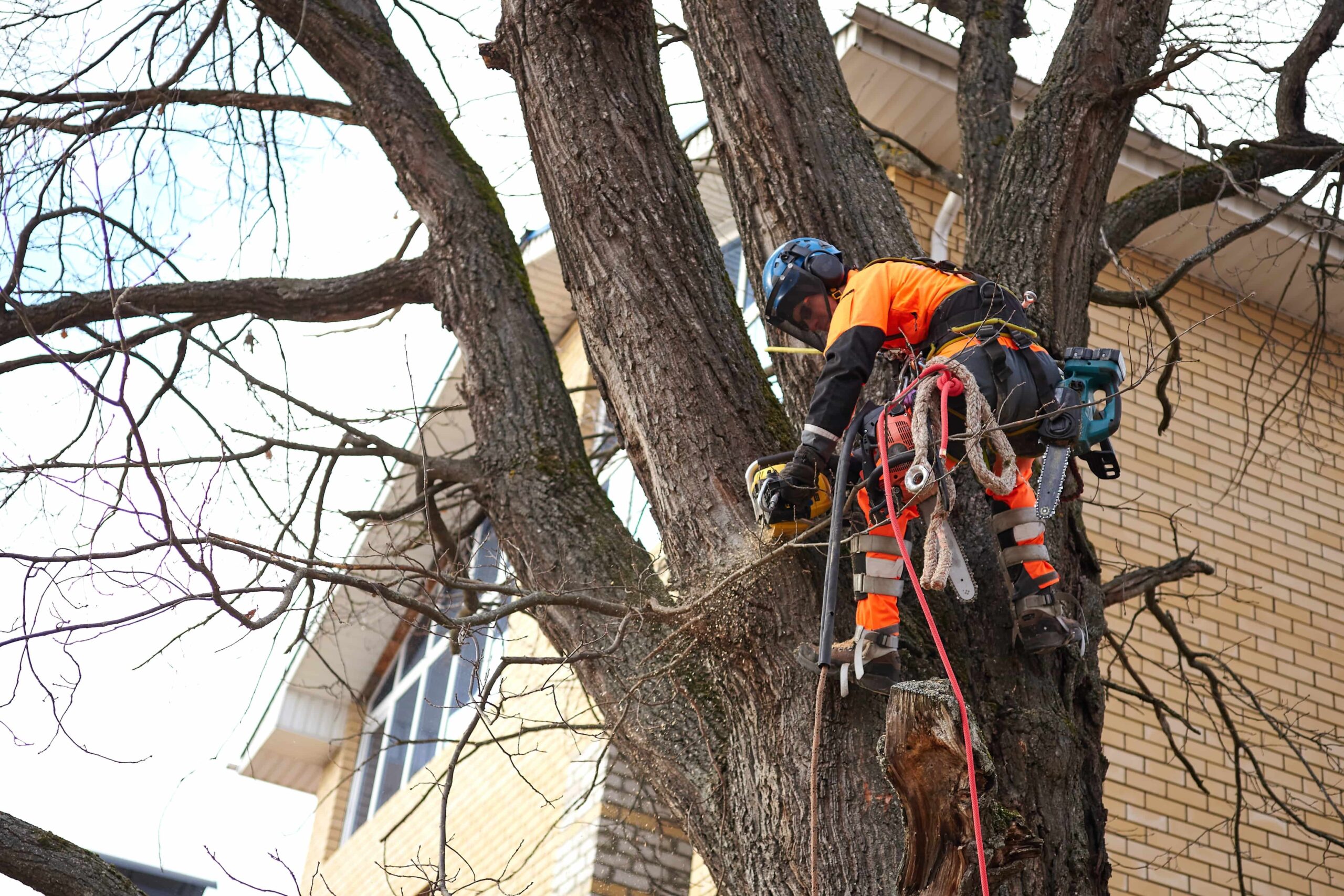 Affordable tree removal Solutions