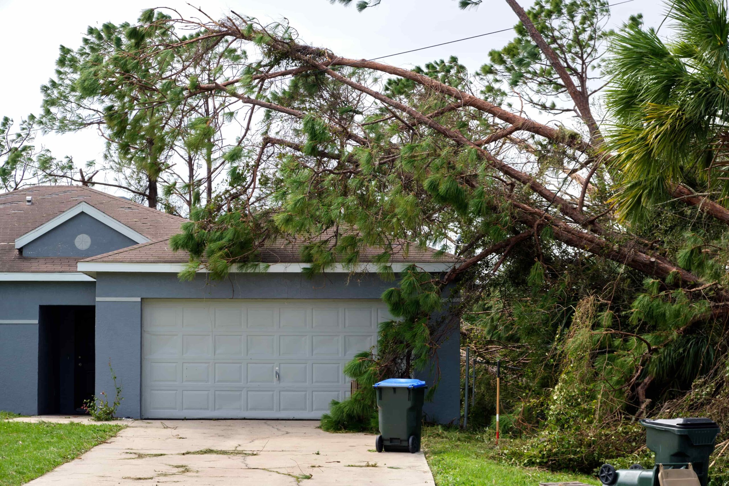 Emergency Tree Removal