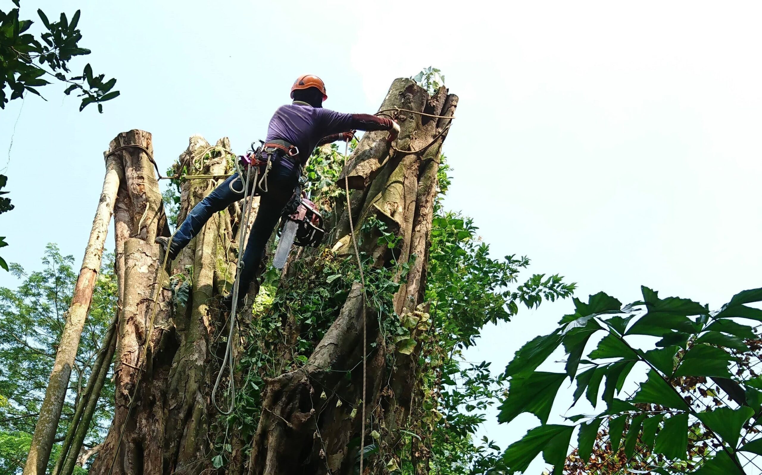Expert Arborist Tree Removal Expert