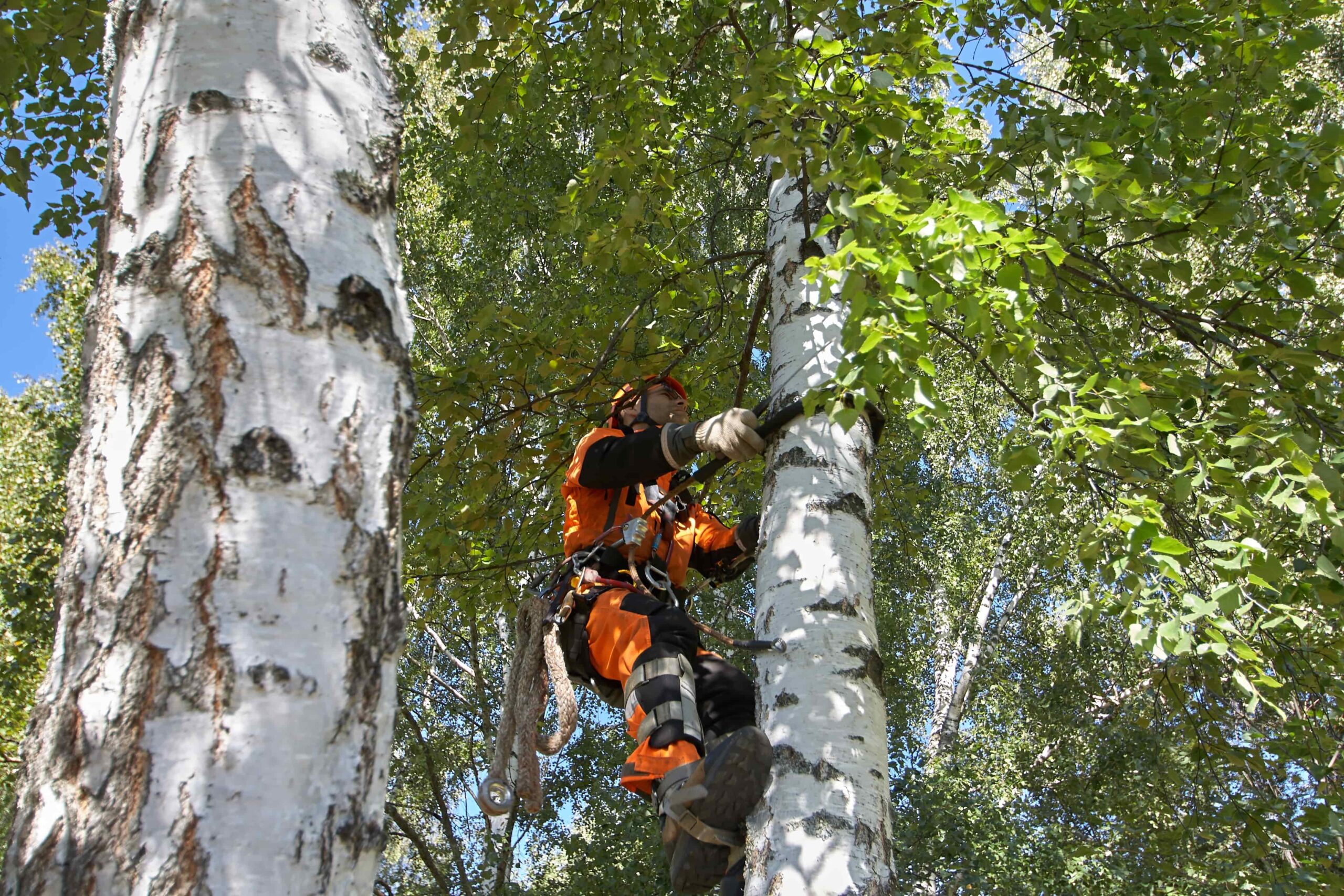 Professional Arborist