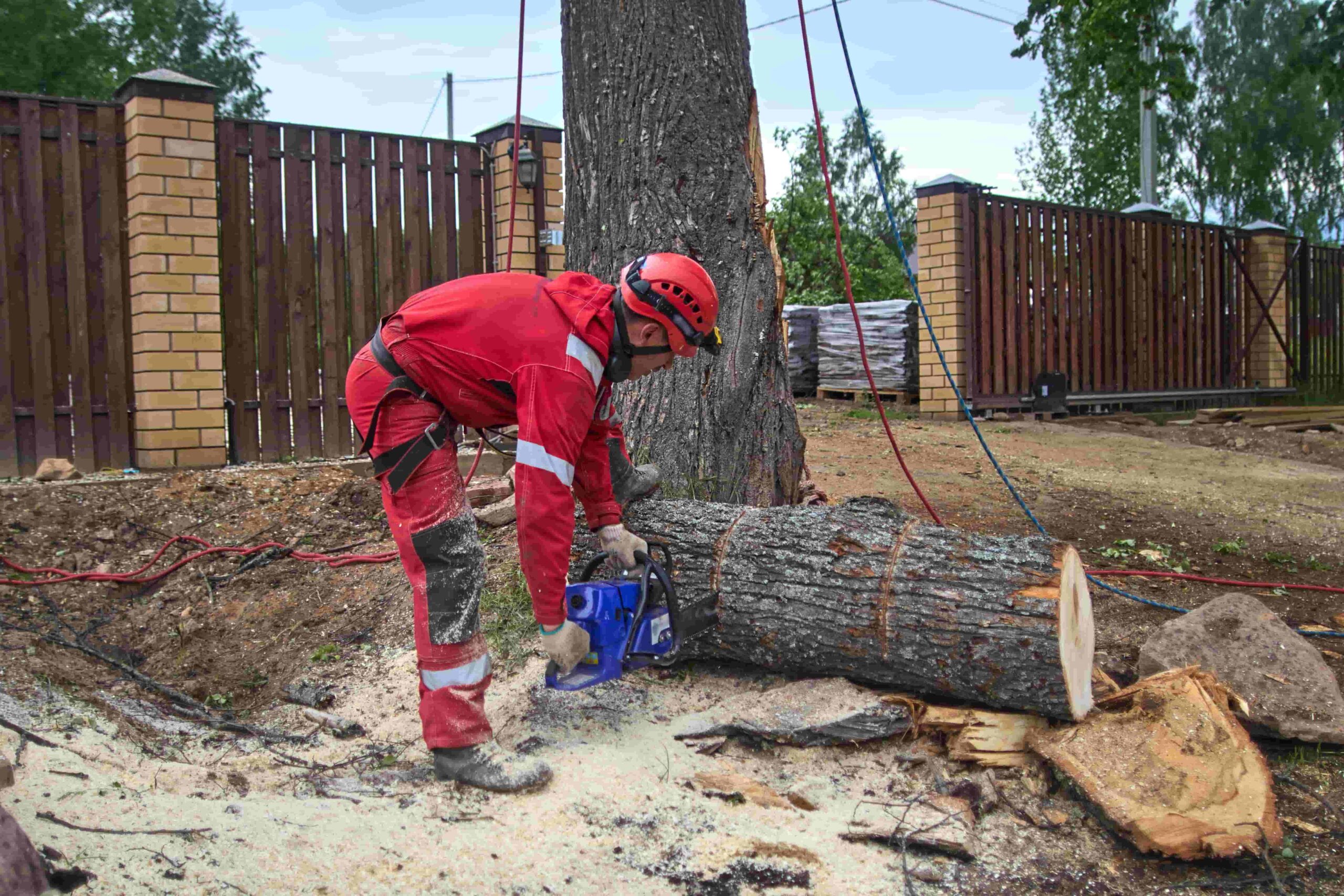 Professional Tree Service