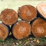 Affordable Stump Removal in Norristown, PA