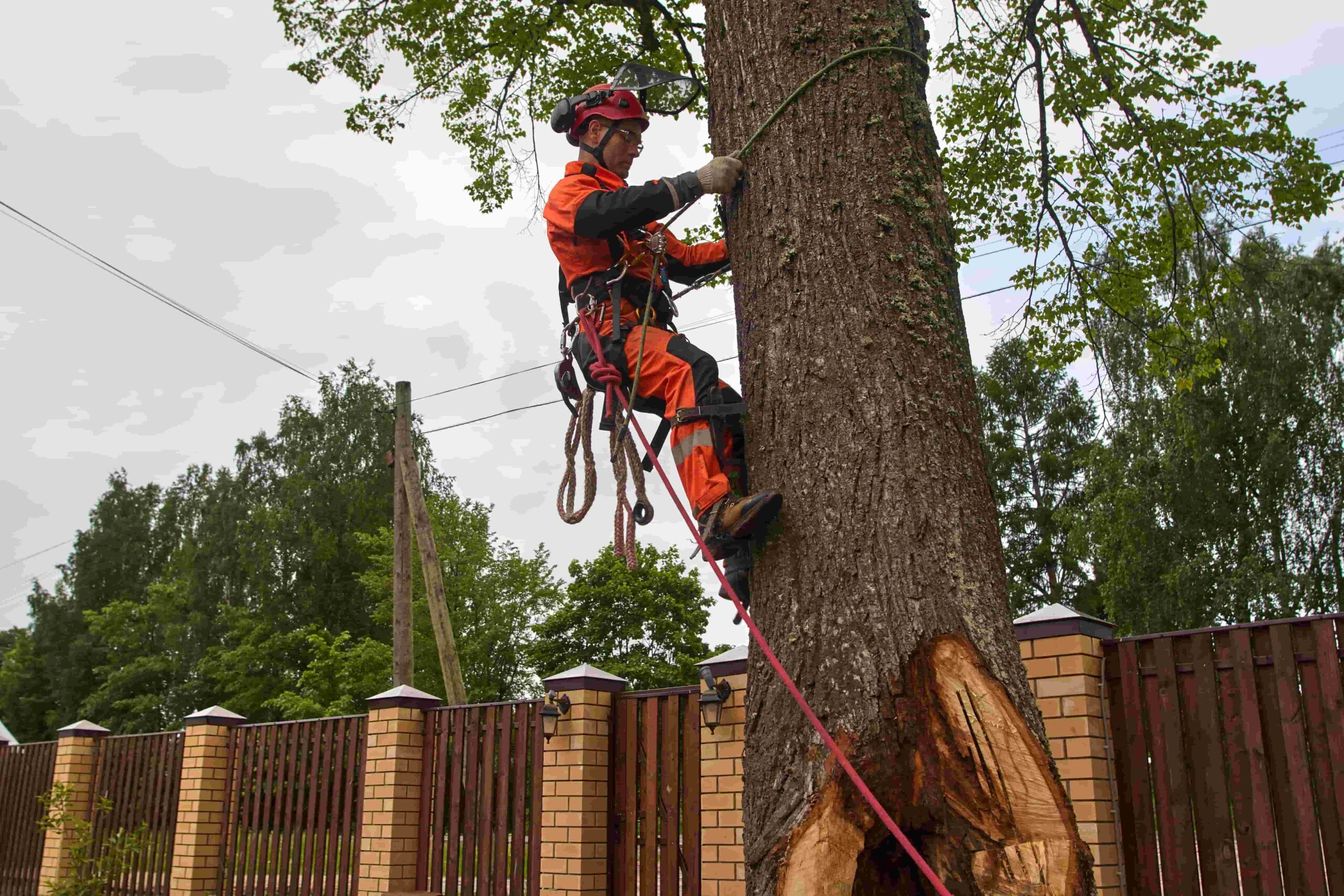 Tree Removal Services