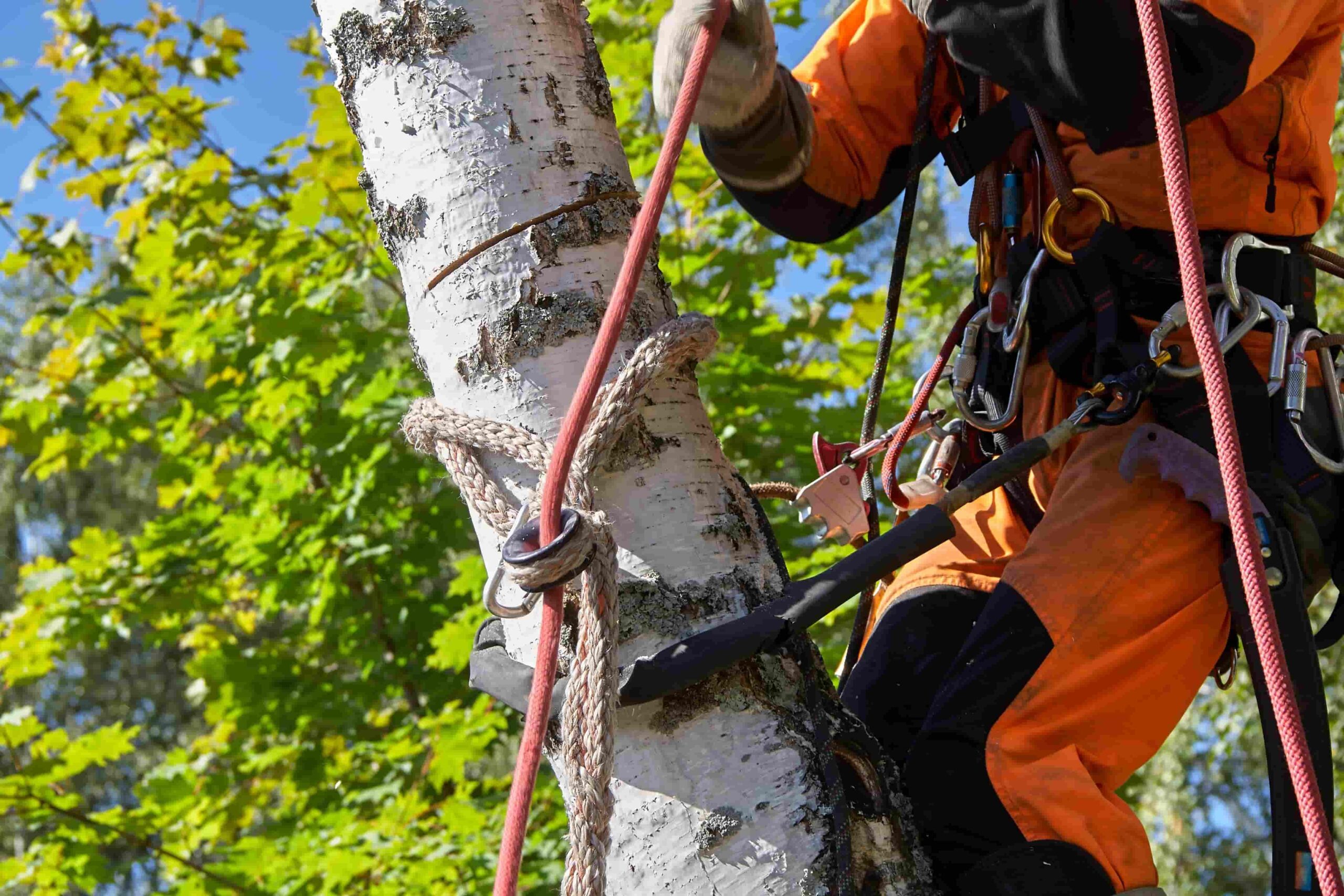 Tree Removal Services in Collegeville