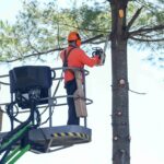 professional tree pruning in Lansdale, PA