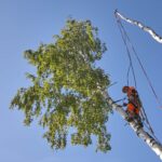 Tree Trimming in Pottstown