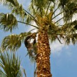affordable tree trimming Lansdale PA