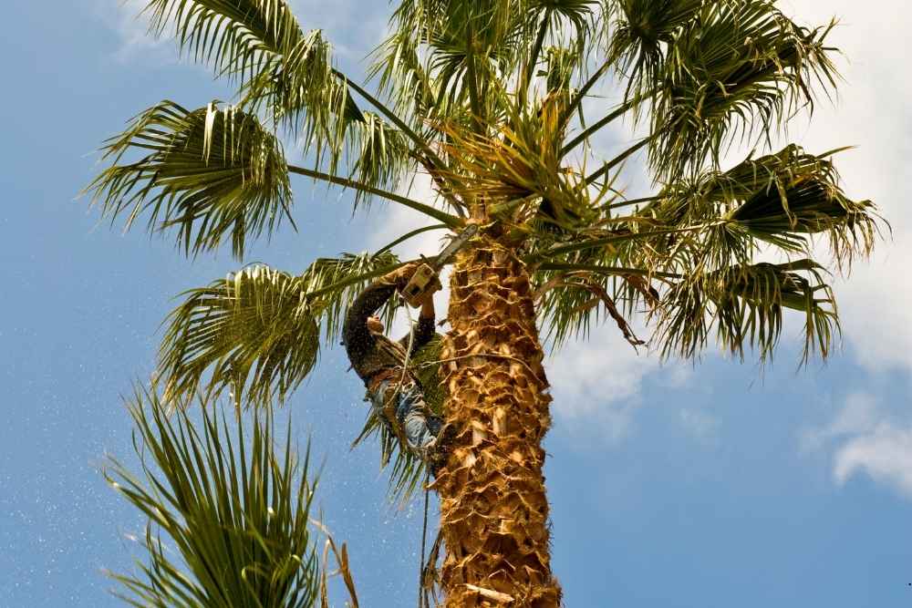 affordable tree trimming Lansdale PA