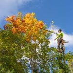 collegeville pa expert tree pruning