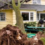 emergency tree removal in Norristown, PA
