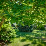 tree fertilization experts in Norristown, PA