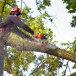 professional tree trimming in Norristown, PA